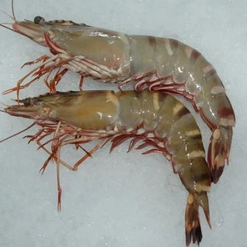 Sea Tiger (P. monodon)